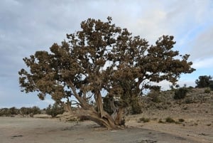 Mascate: Nizwa y Al Jabal Al Akhdar Tour privado con almuerzo
