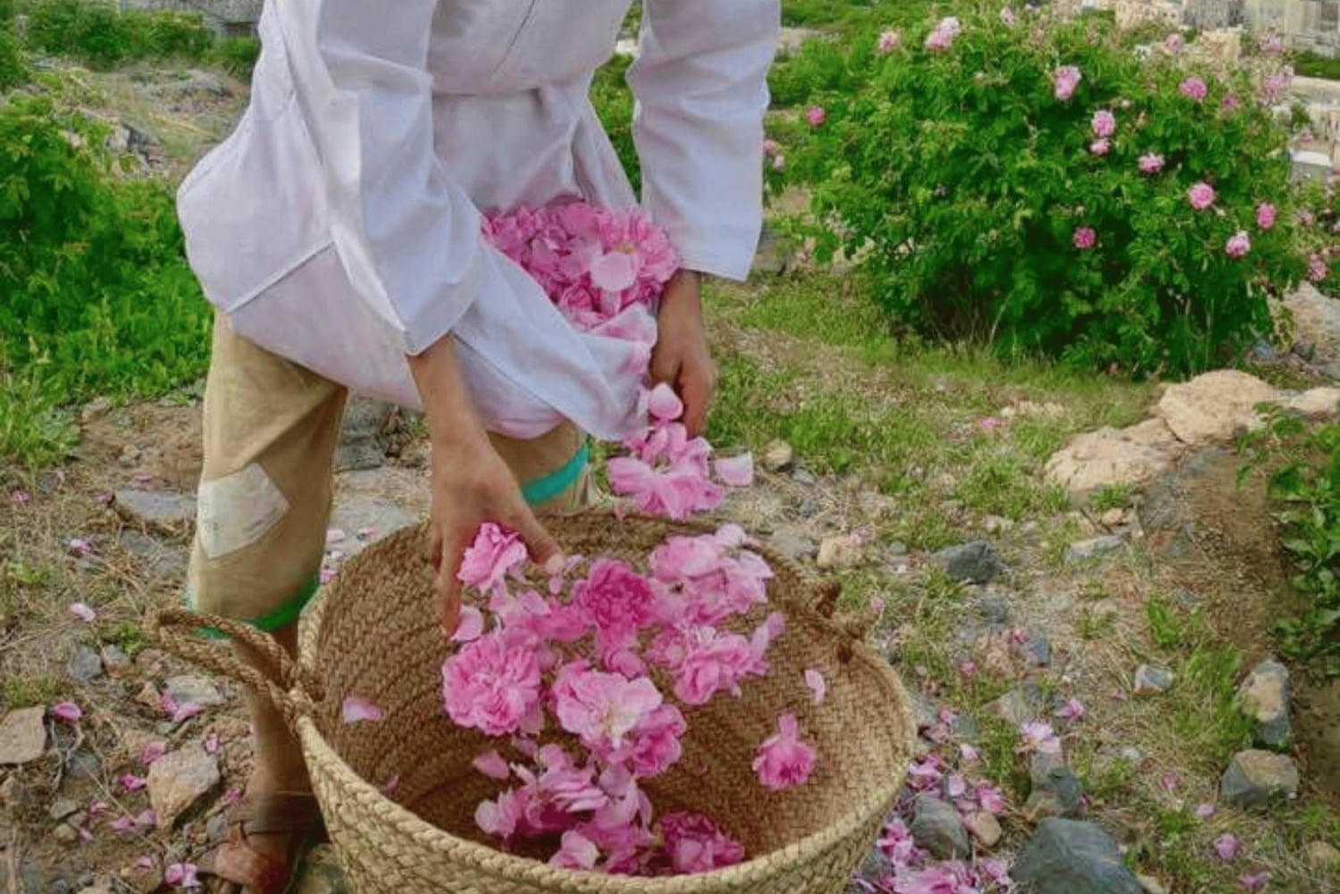 مسقط: نزوى والجبل الأخضر- جولة ليوم كامل