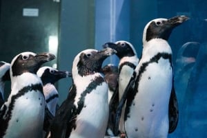 Muscat : billet d'entrée à l'aquarium d'Oman