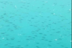 Maskat: rejs półpodwodny ze snorkelowaniem i przekąskami