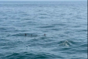 Maskat: rejs półpodwodny ze snorkelowaniem i przekąskami