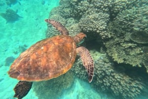 Muscat: Snorkel & Kayak with Turtles at Daymaniyat