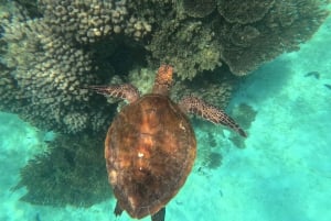Muscat: Snorkel & Kayak with Turtles at Daymaniyat