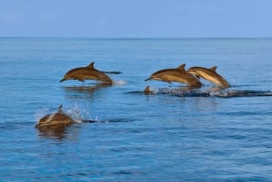 Mascate : plongée en apnée et observation des dauphins