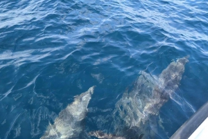 Mascate: Excursão de mergulho com snorkel e observação de golfinhos
