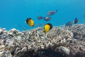 Маскат: круиз с подводным плаванием в заповедник островов Дайманиат