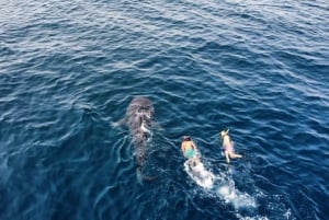 Muscat: nurkowanie z rurką na wyspach Daymaniyat