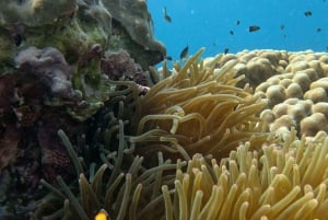 Mascate: Viagem de mergulho com snorkel à Ilha Dimaniyat
