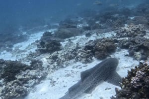 Mascate: Viagem de mergulho com snorkel à Ilha Dimaniyat