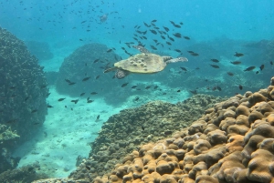 Mascate: Excursión de snorkel a la isla Dimaniyat