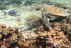 Muscat: Snorklausretki Dimaniyatin saarelle