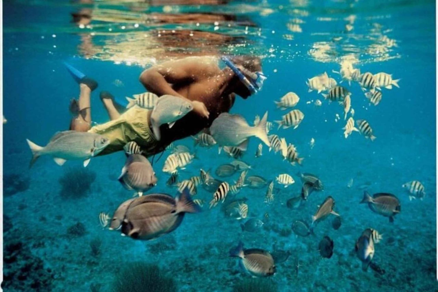 Mascate: ¡avistamiento de delfines y esnórquel VIP!