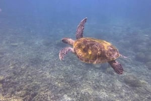 Mascate: ¡avistamiento de delfines y esnórquel VIP!