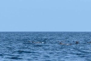 Mascate: ¡avistamiento de delfines y esnórquel VIP!