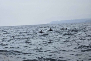 Mascate: ¡avistamiento de delfines y esnórquel VIP!