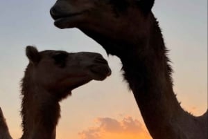 Muscat: Wadi Bani Khalid & solnedgång vid Wahiba Sands