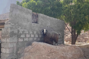 Mascate: passeio de um dia a Wadi Mibam, Sur e Bimmah Sinkhole