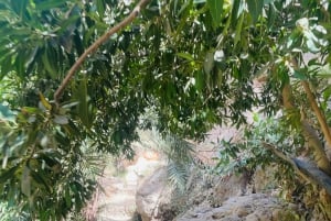 Mascate : visite d'une journée de Wadi Shab avec prise en charge à l'hôtel