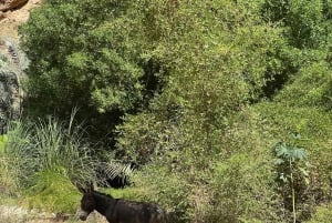 Mascate : visite d'une journée de Wadi Shab avec prise en charge à l'hôtel