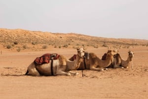 Mascate: Excursión guiada en grupo por el desierto de Wahiba y el Wadi Bani Khalid