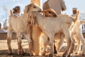 Souq di Nizwa, Forte di Nizwa, Forte di Bahla e Castello di Jabrin