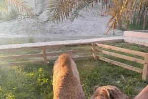 Oman: 4-dagers tur til Wadi, Sur, ørkenen, Nizwa og Muscat