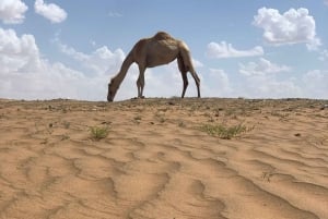 Oman: tour privato di 5 giorni con guida e trasferimenti