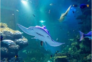 Muscat: Oman Aquarium Entry Ticket