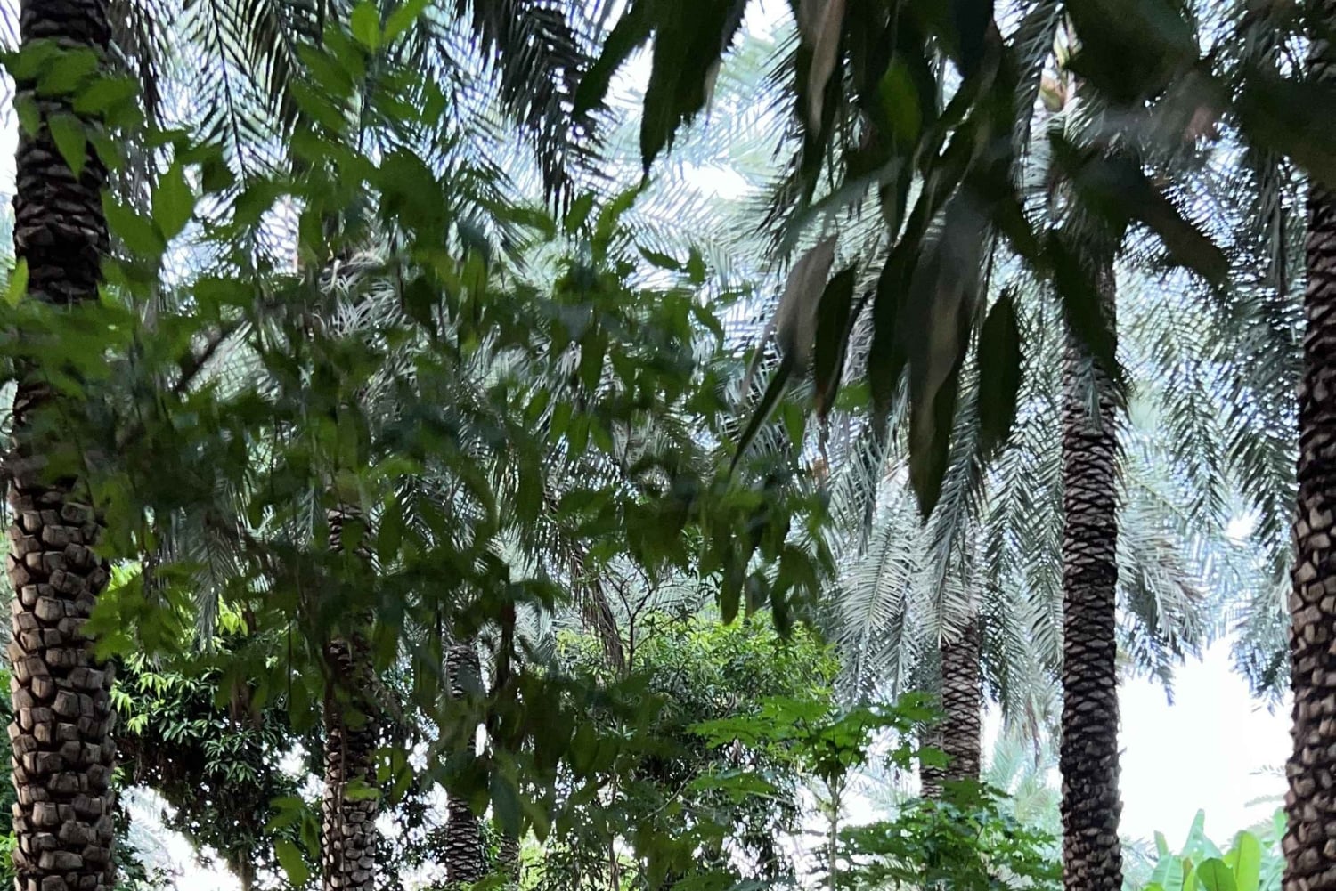 Oman: Desert Safari & Wadi Adventure Tour.