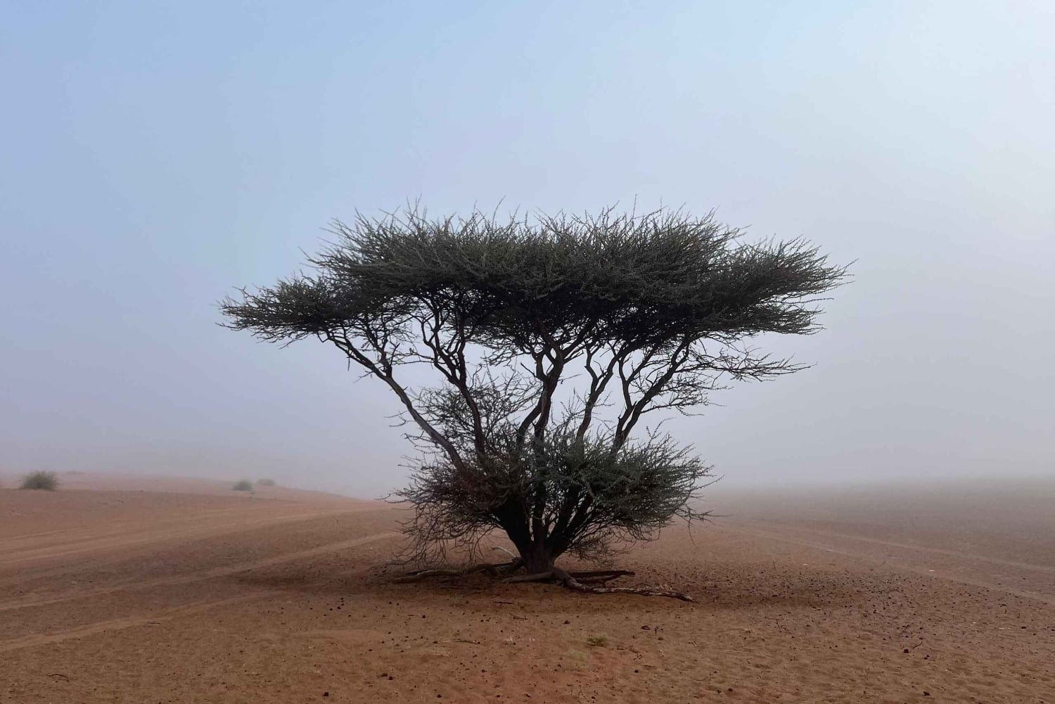 Oman: Desert Safari & Wadi Adventure Tour.