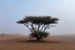 Oman: Desert Safari & Wadi Adventure Tour.