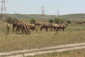 Oman: Desert Safari & Wadi Adventure Tour.