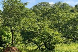 Oman: Desert Safari & Wadi Adventure Tour.