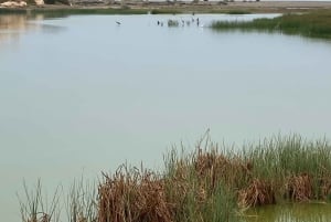 Oman: Desert Safari & Wadi Adventure Tour.