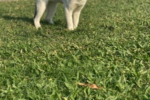 Oman: Desert Safari & Wadi Adventure Tour.