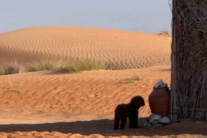 Oman: Desert Safari & Wadi Adventure Tour.