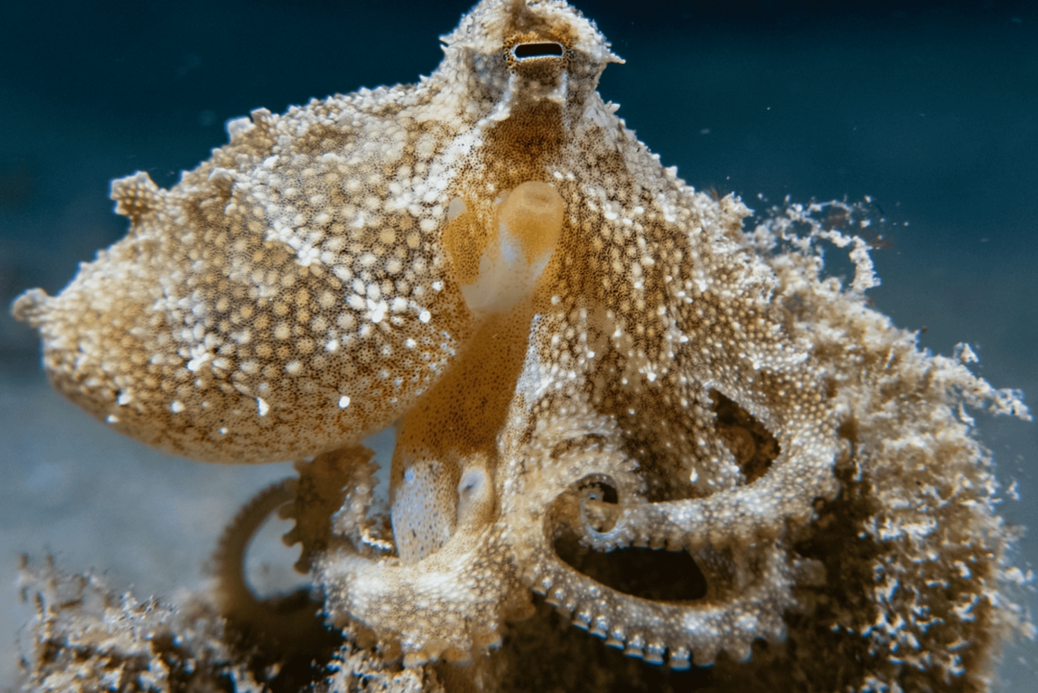 Oman: Discover Scuba Diving Experience