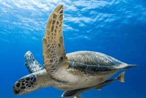 Oman: Discover Scuba Diving Experience