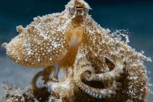 Oman: Discover Scuba Diving Experience