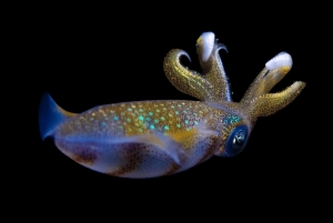 Oman: Discover Scuba Diving Experience