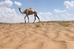 Oman: Gruppresa i öknen och Wadi Bani Khalid på fredag eller söndag