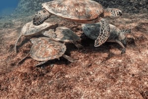Oman: snorkelen bij de Daymaniyat-eilanden