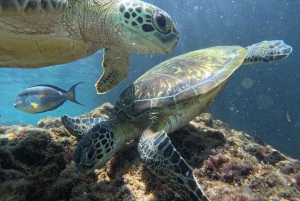 Oman: Daymaniyat-saarten snorklausretki