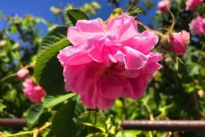 ニズワ、ジャバル・アクダル、ビルカット・アル・モズへのプライベート日帰り旅行