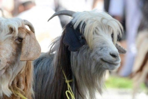 Privat dagstur til Nizwa og Jabal Shams (Grand Canyon)