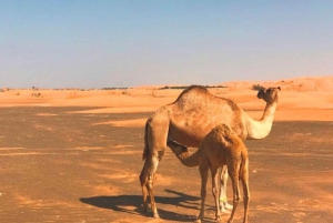 Prywatna 1-dniowa wycieczka do Wahiba Sands & Wadi Bani Khalid