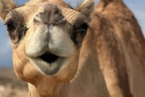 Privéreis naar het oosten van Salalah: Waterval, kamelen & Dhofar-gebergte