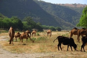 صلالة شرقية خاصة ليوم كامل