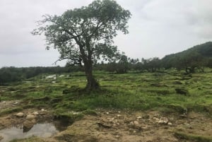 صلالة شرقية خاصة ليوم كامل