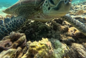 Tour privado de snorkel - Islas Ad Dimaniyat